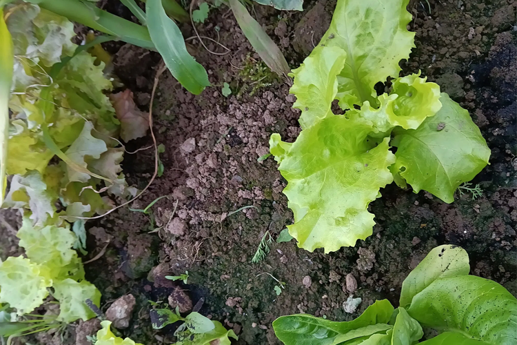 Frisk grønn salat vokser i jorden med jord og andre planter i bakgrunnen.