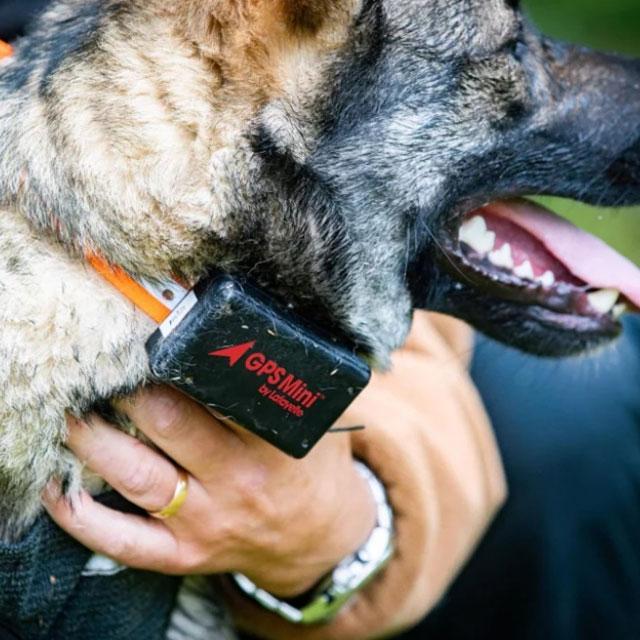 En hund med GPS-halsbånd blir holdt av en person i en park.