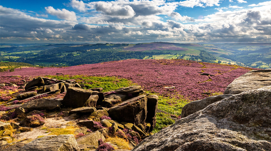 Utsikt over et blomstrende hedelandskap med steiner og fjell i bakgrunnen under en blå himmel.