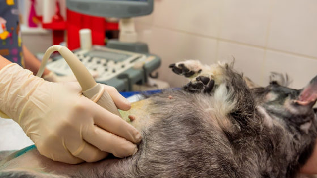 Veterinær utfører ultralyd på en hund i et dyreklinikkmiljø.