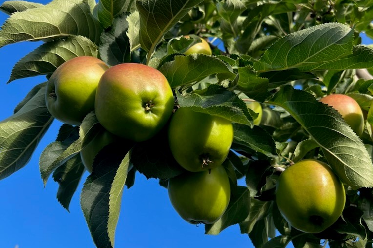 Grønne epler henger på en gren med grønne blader mot en klar blå himmel.