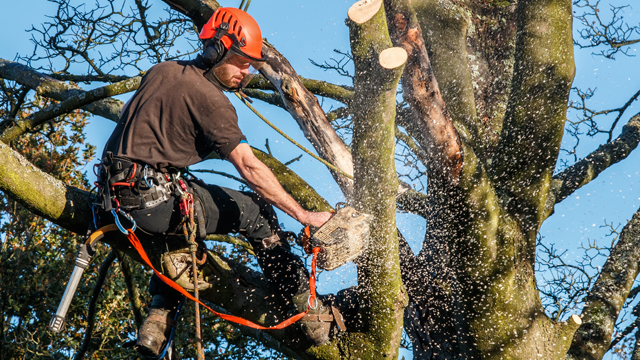 En arborist som beskjærer en trestamme med motorsag, iført hjelm og sikkerhetsutstyr. Flisene flyr rundt.
