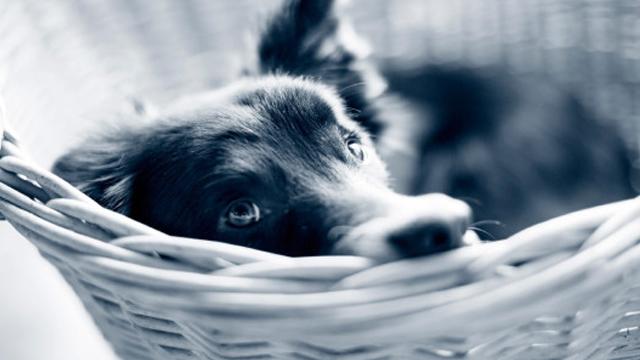 En svart hund ligger avslappet i en kurv, med fokus på øynene og det myke pelsen.