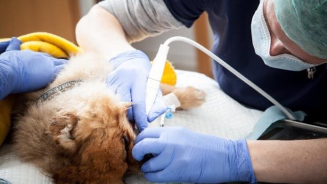 Veterinær som behandler en hund med medisinsk utstyr på et dyrehospital.
