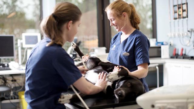 To veterinærer undersøker en hund på et dyrehospital.