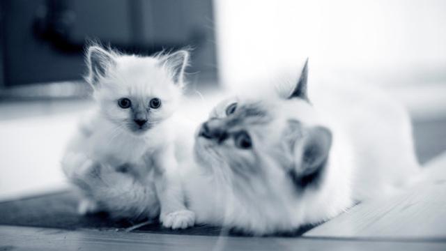 To katter som ligger sammen, en liten kattunge med lys pels og en voksen katt med mørkere pels.