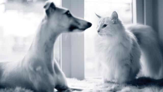 En hund og en katt sitter sammen i et lyst rom, med fokus på deres vennlige samspill.