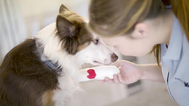 En hund med bandasje på poten får omsorg av en person i et veterinærmiljø.