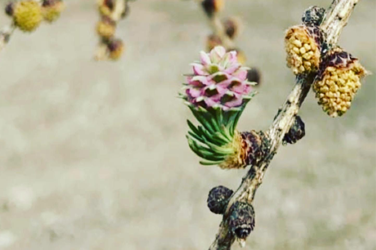 En gren med en rosa blomst og flere frøkjegler i forskjellige farger.
