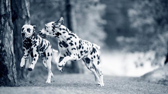 To hunder av rasen dalmatiner som leker sammen i en skog.