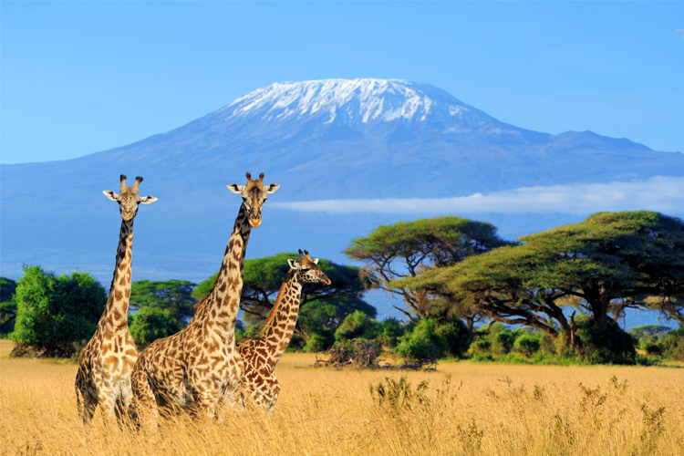 Tre giraffer står i en gyllen slette med Kilimanjaro i bakgrunnen under en klar blå himmel.