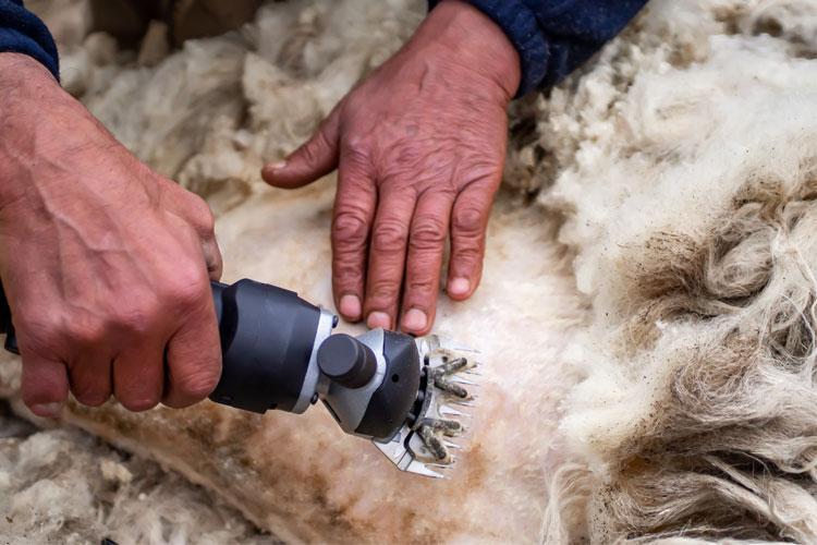 En person klipper sau med en elektrisk klipper, mens hånden hviler på sauens kropp.