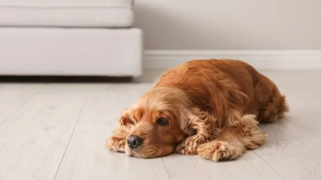 En trøtt cocker spaniel ligger på gulvet i stuen, med en sofa i bakgrunnen.