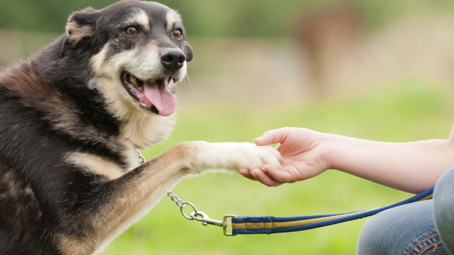 En hund gir labben sin til en person som holder den, med en grønn bakgrunn.