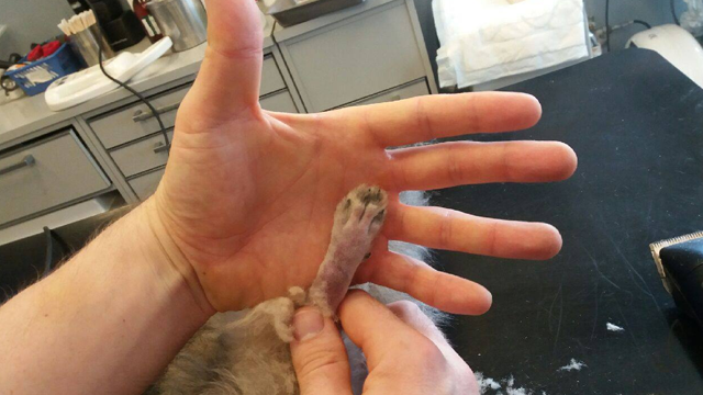 En hånd holder en kattpote under en veterinærundersøkelse, med fokus på potens klør og pels.