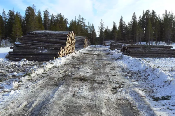 En snødekt vei mellom stabel med tømmerstokker og trær i skogen.