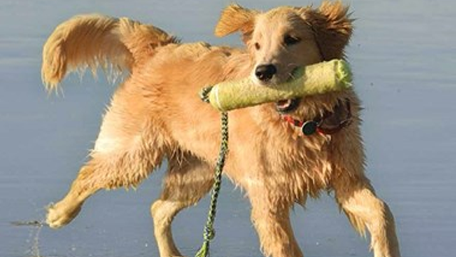 En glad golden retriever løper med en leke i munnen på stranden. Vann spruter rundt den.