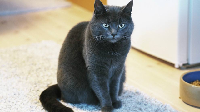 Grå katt som sitter på et teppe i stuen, med grønne øyne og en oppmerksom holdning.
