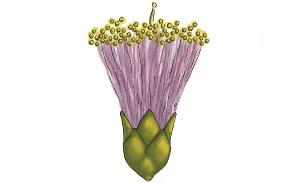 En illustrasjon av en kunstig blomst med lilla kronblader og gule støvknapper.