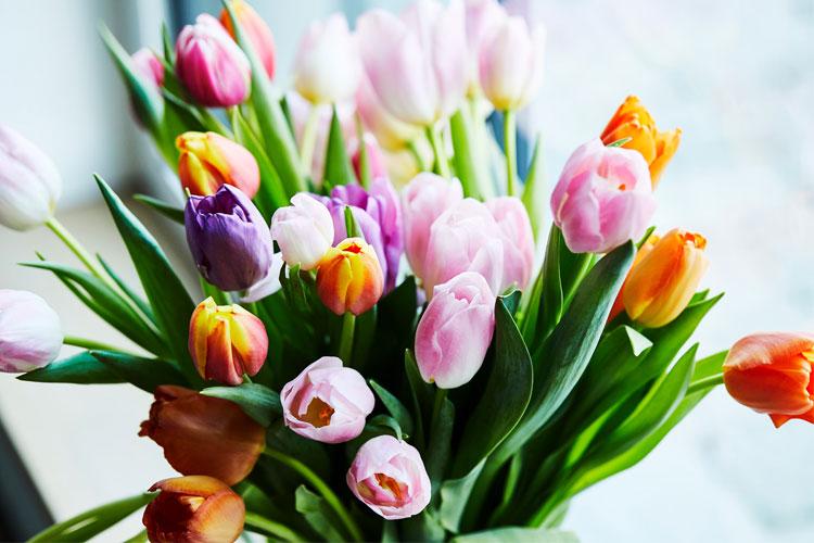 En fargerik bukett med tulipaner i forskjellige nyanser som rosa, lilla, oransje og hvit.