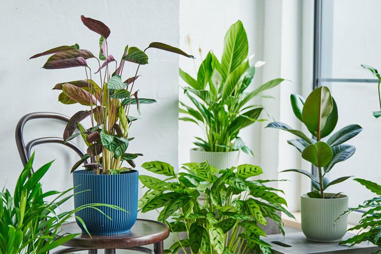 Stue med flere grønne planter i potter, inkludert en rødbladet plante på en stol.