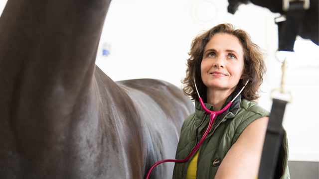 Veterinær som undersøker en hest med stetoskop i en lys stall.