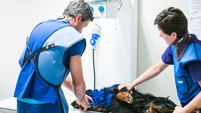 To veterinærer undersøker en hund på et veterinærkontor.