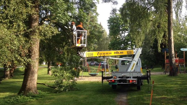En arbeidstaker i en heis klipper grener fra et tre i en park, med en lastebil parkert i nærheten.