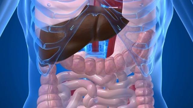 Anatomisk illustrasjon av menneskekroppen med fokus på lever og fordøyelsessystemet.