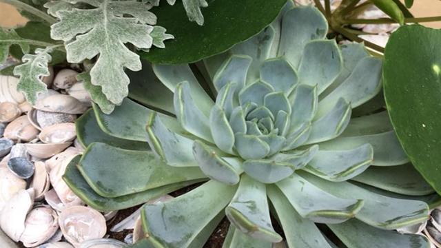 En saftig plante med grønne blader og en rosettformet struktur, omgitt av skjell og grønne blader.