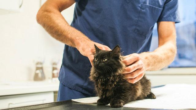 En svart katt får veterinærbehandling av en person i blå arbeidsklær.