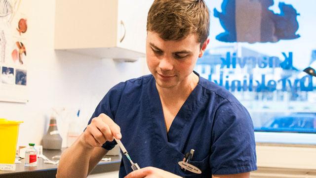 En veterinær i blått arbeidstøy forbereder en sprøyte i et dyreklinikkmiljø.