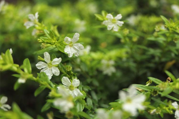 Hvite blomster på en grønn busk i et frodig landskap.