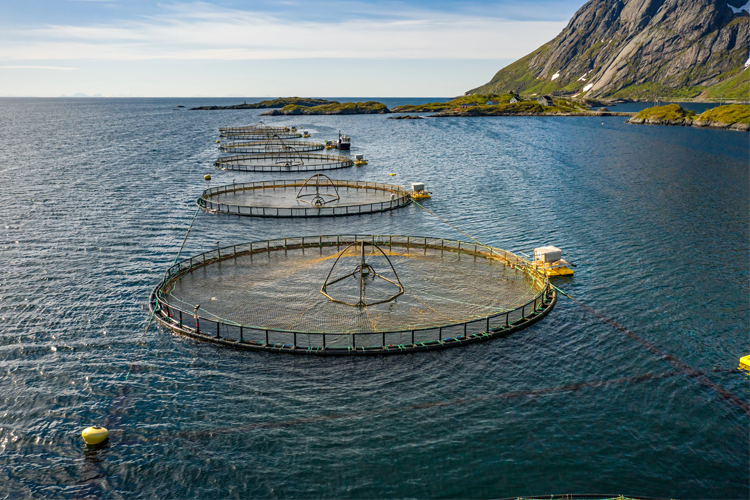 Fiskefarmer i sjøen med runde merder, omringet av fjell og klart vann i en naturskjønn kystlinje.