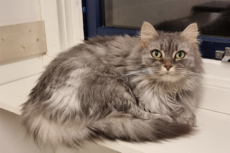 En grå katt med lang pels ligger sammenkrøpet på en vinduskarm. Kattens grønne øyne ser nysgjerrig ut.