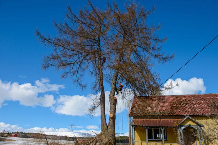Et gammelt hus med rød tak og et stort tre under en blå himmel med hvite skyer.