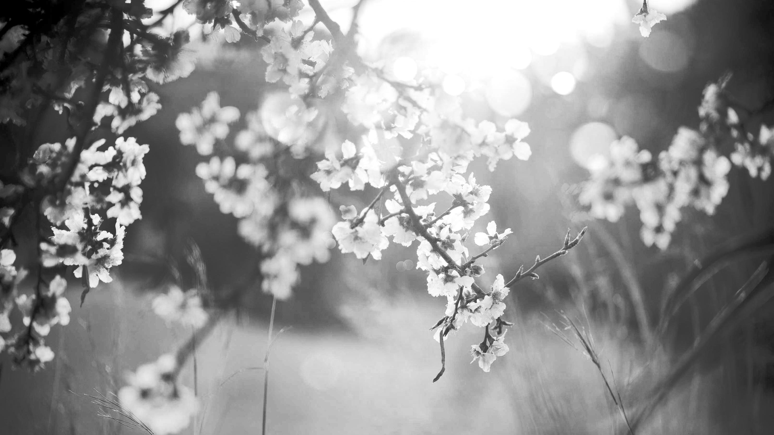 Blomstrende grener med hvite blomster i svart-hvitt, med sollys som skinner gjennom.