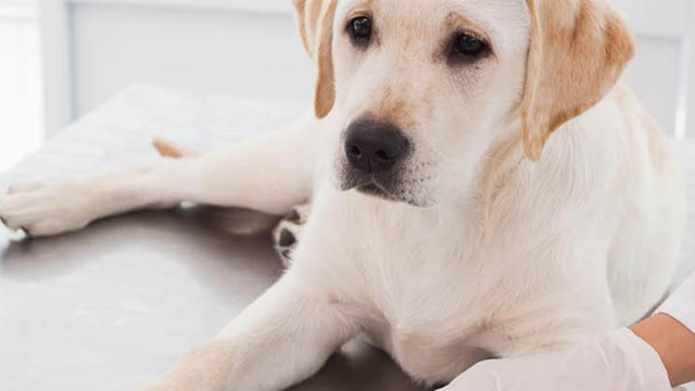 En labradorhund ligger på et veterinærbord mens en veterinær undersøker den.