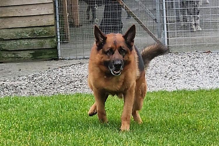 En glad schæferhund som løper over gresset foran et hundehus.