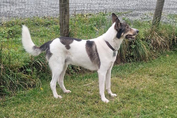 En hvit og brun hund står på gresset, med halen hevet og ser mot venstre.