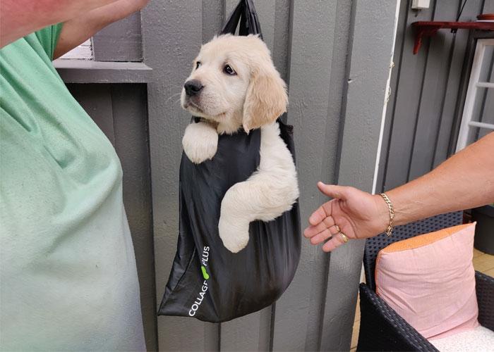 En person holder en svart bag med en gullretrievervalp som stikker hodet ut av åpningen.