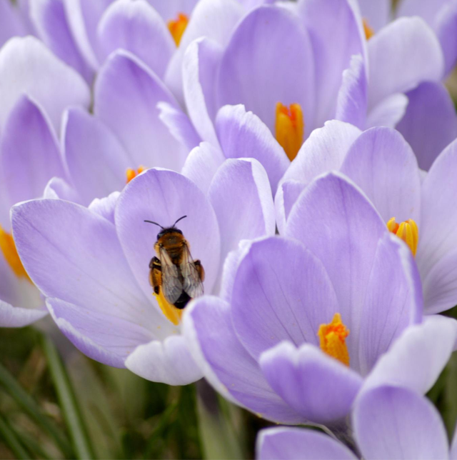 En bie sitter på en lys lilla krokusblomst med gule støvbærere. Blomstene blomstrer i et grønt landskap.