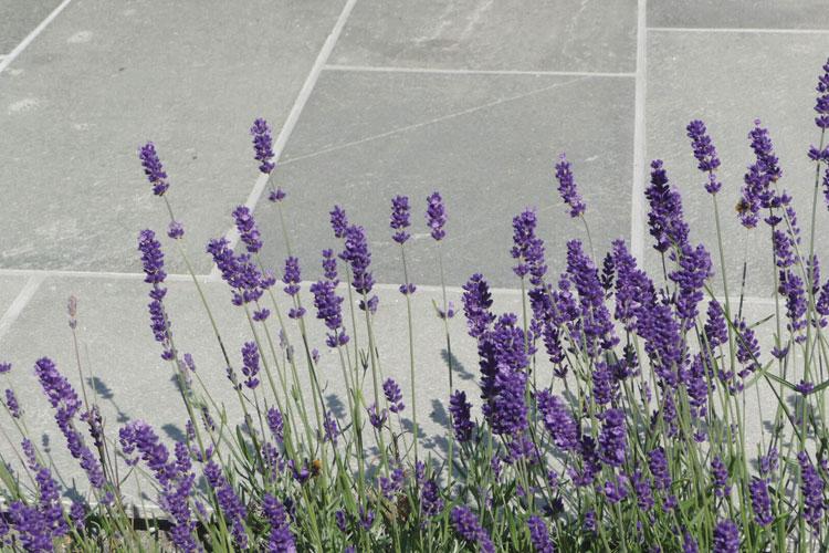 Lilla lavendelblomster som vokser langs en grå steinlagt sti.