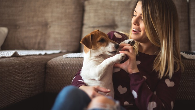En kvinne sitter på gulvet og leker med en valp av rasen Jack Russell Terrier.
