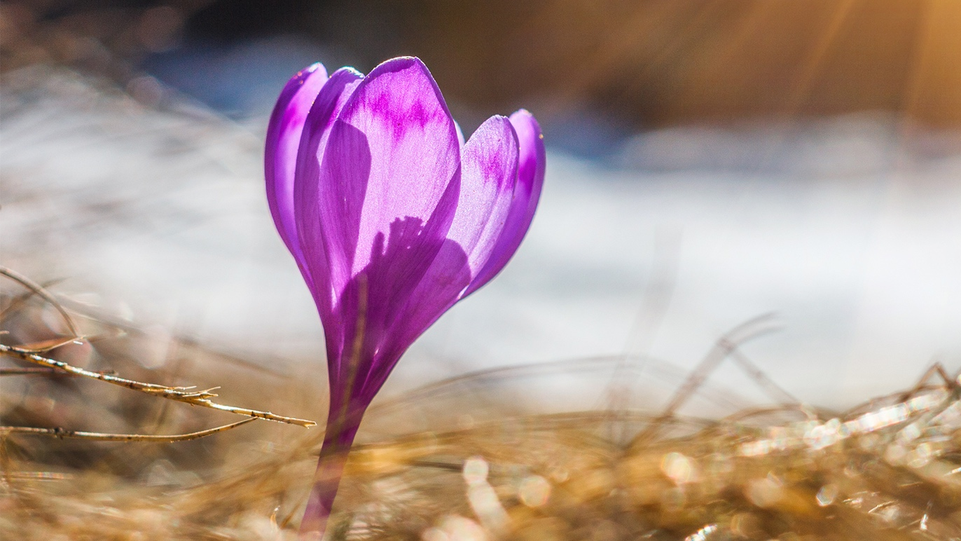 En vakker lilla krokusblomst som blomstrer i sollyset, omgitt av tørre strå.