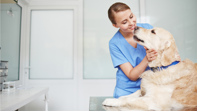 En veterinær i blå uniform smiler mens hun klapper en gylden retriever på et veterinærkontor.