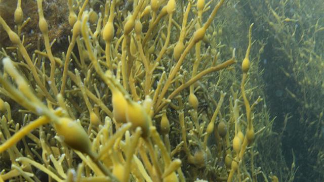 Underwater bilde av tang med gule blærer som vokser på stilkene i klart vann.