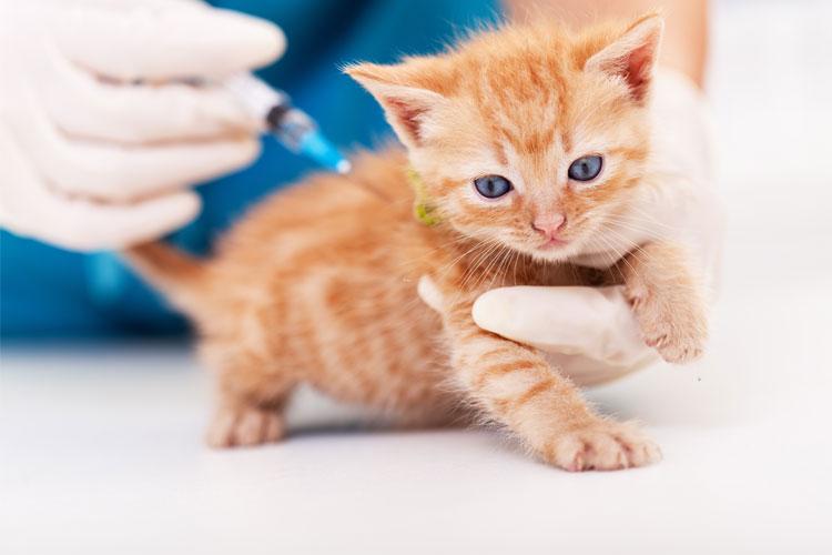 En liten, oransje kattunge får vaksine av en veterinær med hansker. Kattungen ser nysgjerrig ut.