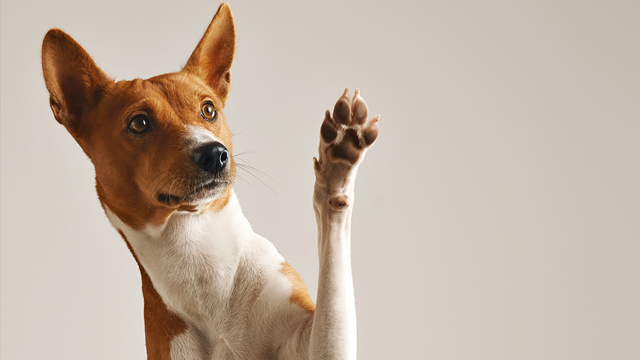 En basenji-hund som løfter en pote mot kameraet med et nysgjerrig uttrykk.