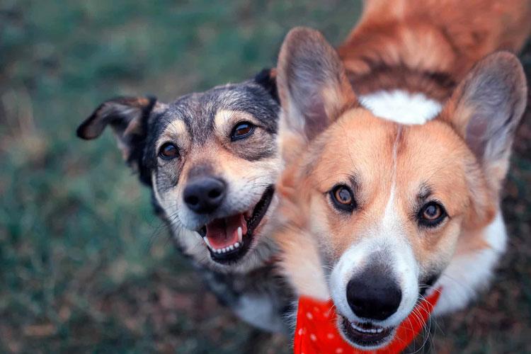 To hunder smiler mot kameraet, en grå hund med kort pels og en brun og hvit Corgi med rød halsbånd.